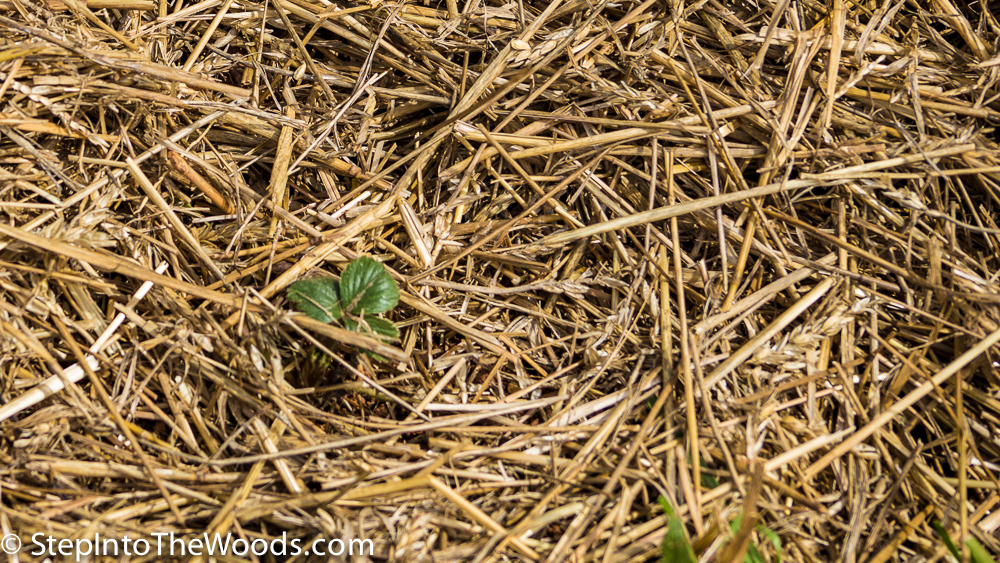 Planting Bare Root Strawberries